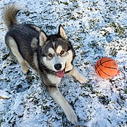 Viking participe au concours pour gagner de l'argent avec cette photo : dog, husky, pet, ball, basketball, snow, grass, outdoor, playing, tongue, happy, fur, ears, paw, portrait, toy, winter, field, smile, animal