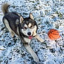 dog, husky, pet, ball, basketball, snow, grass, outdoor, playing, tongue, happy, fur, ears, paw, portrait, toy, winter, field, smile, animal