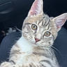 cat, kitten, tabby, pet, animal, cute, whiskers, ears, fur, paws, holding, looking, indoor, car, seat, person_hand, closeup, young, adorable, domestic_cat