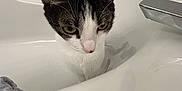 Luna joined the competition — help win amazing prizes! cat, bathtub, bathroom, towel, white, clean, curious, pet, animal, indoor, sink, fixture, tile, gray, domestic, feline, whiskers, ears, nose, fur
