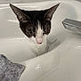 cat, bathtub, bathroom, towel, white, clean, curious, pet, animal, indoor, sink, fixture, tile, gray, domestic, feline, whiskers, ears, nose, fur