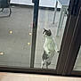 cat, glass_door, standing, curious, indoor, outdoor, tile_floor, reflection, pet, animal, white_and_gray, window, door_frame, furniture, table, chair, daylight, home, pool, paws