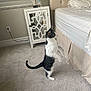 cat, indoor, carpet, bed, bedroom, furniture, nightstand, lamp, water_bottle, curious, standing, black_and_white, pet, animal, home, decor, window_blind, tail, carpeted_floor, resting_place