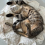 Lingunie is registered to the contest to win money with this photo: cat, tabby, sleeping, pet, animal, feline, cozy, bed, fluffy, white, paws, tail, indoor, relaxed, cute, fur, resting, comfort, home, peaceful
