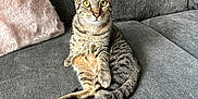 Lingunie joined the competition — help win amazing prizes! cat, tabby, pet, feline, indoor, couch, sofa, furniture, pillow, fluffy, grey, striped, animal, relaxed, sitting, alert, whiskers, ears, yellow_eyes, home