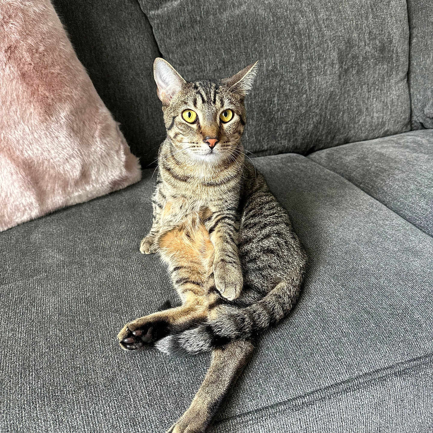 Lingunie joined the competition — help win amazing prizes! alert, animal, cat, couch, ears, feline, fluffy, furniture, grey, home, indoor, pet, pillow, relaxed, sitting, sofa, striped, tabby, whiskers, yellow_eyes