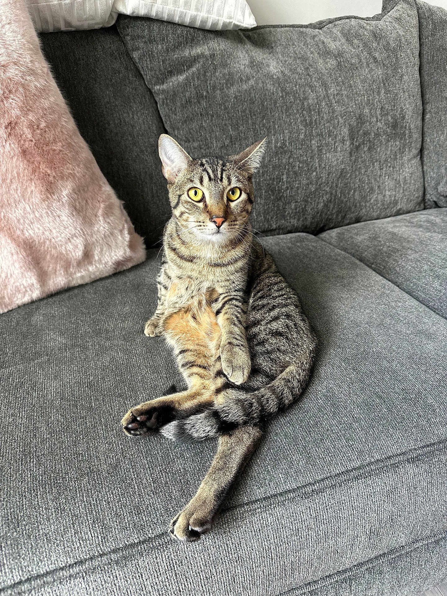Lingunie joined the competition — help win amazing prizes! cat, tabby, pet, feline, indoor, couch, sofa, furniture, pillow, fluffy, grey, striped, animal, relaxed, sitting, alert, whiskers, ears, yellow_eyes, home