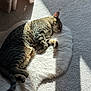 Lingunie is registered to the contest to win money with this photo: cat, tabby, sleeping, fluffy_rug, sunlight, shadow, carpet, indoors, cozy, relaxing, pet, fur, animal, resting, curtains, quiet, home, comfort, peaceful, nap
