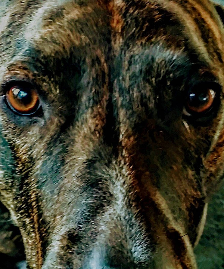 My Mango is registered to the contest to win money with this photo: ancient_dog_breeds, canidae, carnivore, dog, dog_breed, eye, fawn, fur, guard_dog, hunting_dog, plott_hound, snout, sporting_group, street_dog, terrestrial_animal, treeing_tennessee_brindle, whiskers, wildlife, working_animal, working_dog