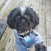 Pookie joined the competition — help win amazing prizes! adorable, animal, black_dog, canine, close_up, collar, companion, cute, dog, fur, hoodie, looking_up, outdoor, paw, person_leg, pet, pet_clothing, small_dog, tag, wooden_deck