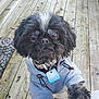 adorable, animal, black_dog, canine, close_up, collar, companion, cute, dog, fur, hoodie, looking_up, outdoor, paw, person_leg, pet, pet_clothing, small_dog, tag, wooden_deck