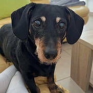 Hyndra a rejoint le concours — aidez-le/la à gagner de superbes lots ! dog, dachshund, black_and_tan, pet, couch, living_room, foot, sock, person, fur, animal, indoor, tile_floor, pillow, furniture, close_up, cute, curious, looking, home