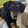 dog, dachshund, black_and_tan, pet, couch, living_room, foot, sock, person, fur, animal, indoor, tile_floor, pillow, furniture, close_up, cute, curious, looking, home