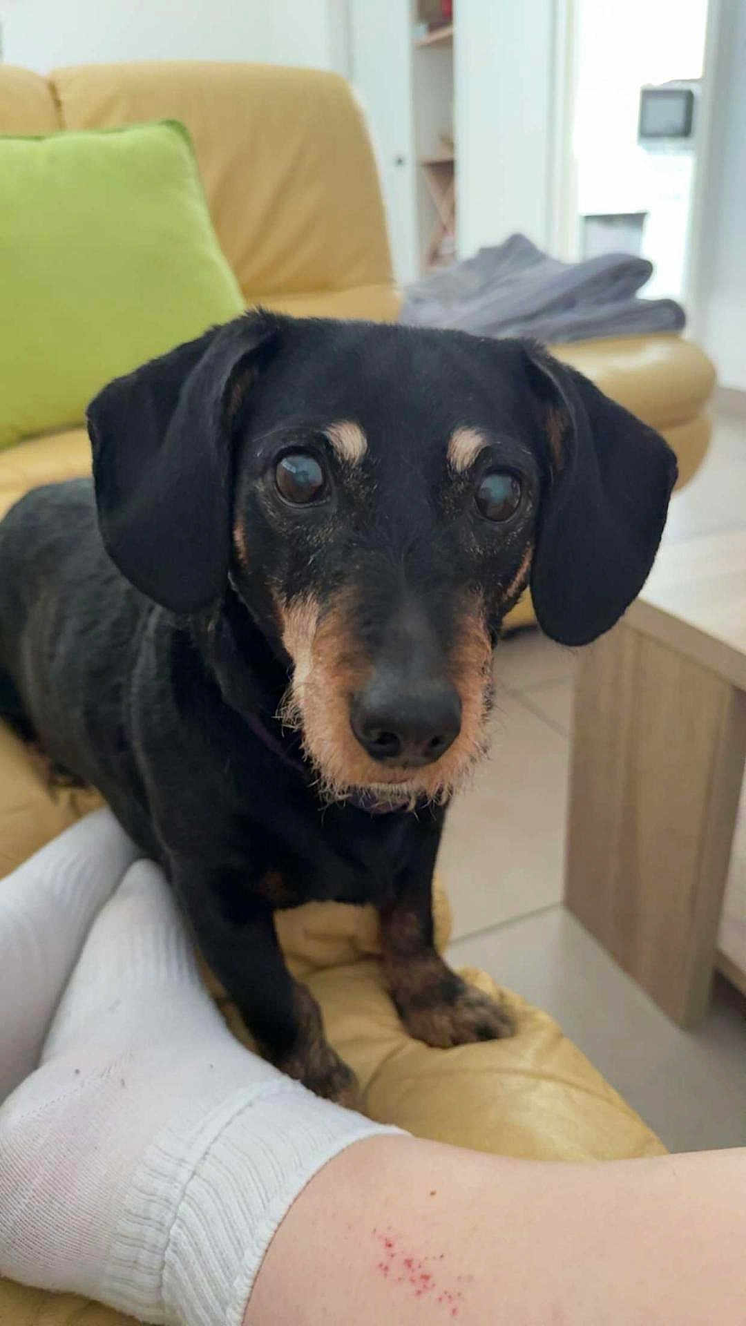 Hyndra a rejoint le concours — aidez-le/la à gagner de superbes lots ! dog, dachshund, black_and_tan, pet, couch, living_room, foot, sock, person, fur, animal, indoor, tile_floor, pillow, furniture, close_up, cute, curious, looking, home