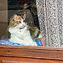cat, calico, window, wood, lace_curtain, indoor, pet, feline, resting, blanket, looking_outside, cozy, domestic, fur, animal, cute, home, relaxed, curtain, sitting