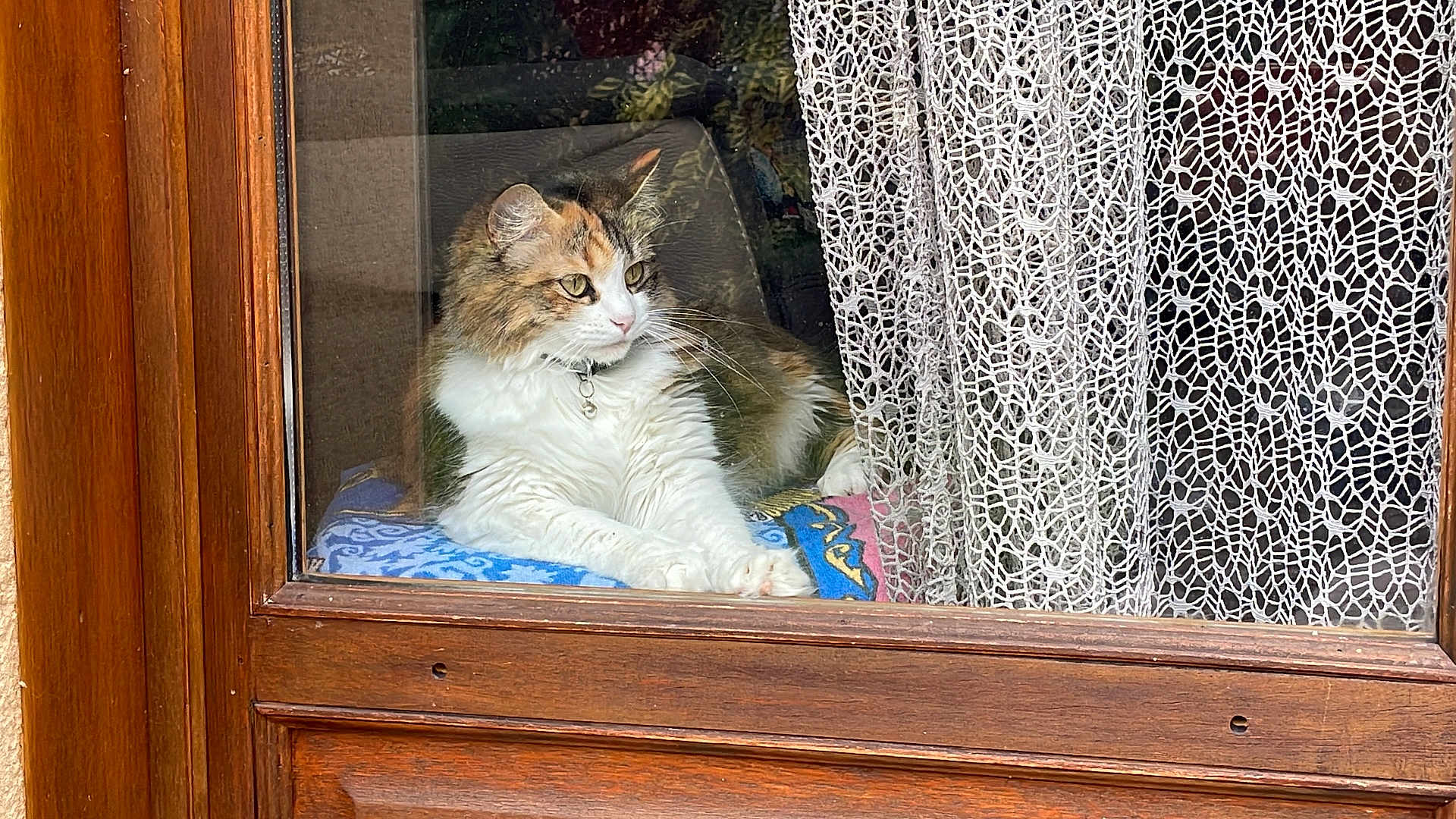 Shoupette a rejoint le concours — aidez-le/la à gagner de superbes lots ! cat, calico, window, wood, lace_curtain, indoor, pet, feline, resting, blanket, looking_outside, cozy, domestic, fur, animal, cute, home, relaxed, curtain, sitting
