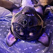Tayco a rejoint le concours — aidez-le/la à gagner de superbes lots ! dog, upside_down, blanket, pattern, teeth, playful, pet, canine, ears, nose, fur, indoor, couch, purple_light, smile, closeup, relaxed, animal, friendly, tongue