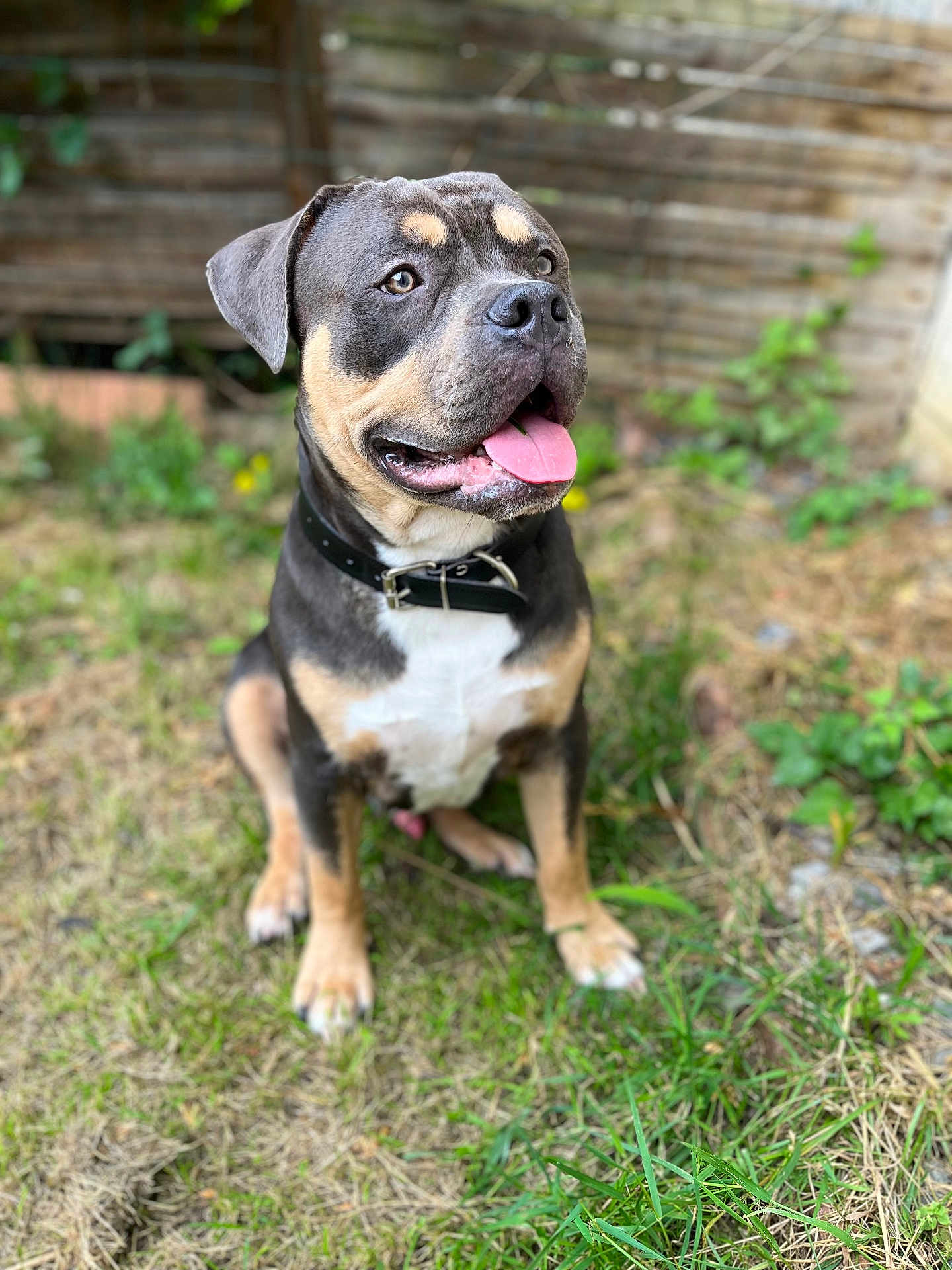 Tayco a rejoint le concours — aidez-le/la à gagner de superbes lots ! dog, pet, animal, grass, collar, tongue_out, outdoor, fence, happy, sitting, brown, black, white_chest, ears, canine, nature, garden, cute, portrait, domestic_animal