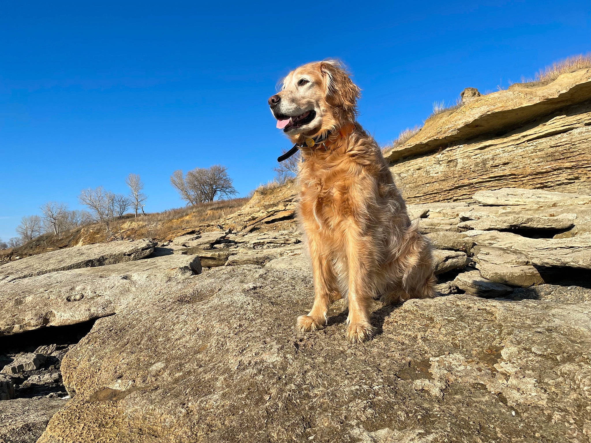 Saige joined the competition — help win amazing prizes! adventure, bedrock, carnivore, companion_dog, dog, dog_breed, dog_hiking, hill, landscape, mountain, outcrop, plant, recreation, retriever, rock, sky, soil, sporting_group, wood, working_dog