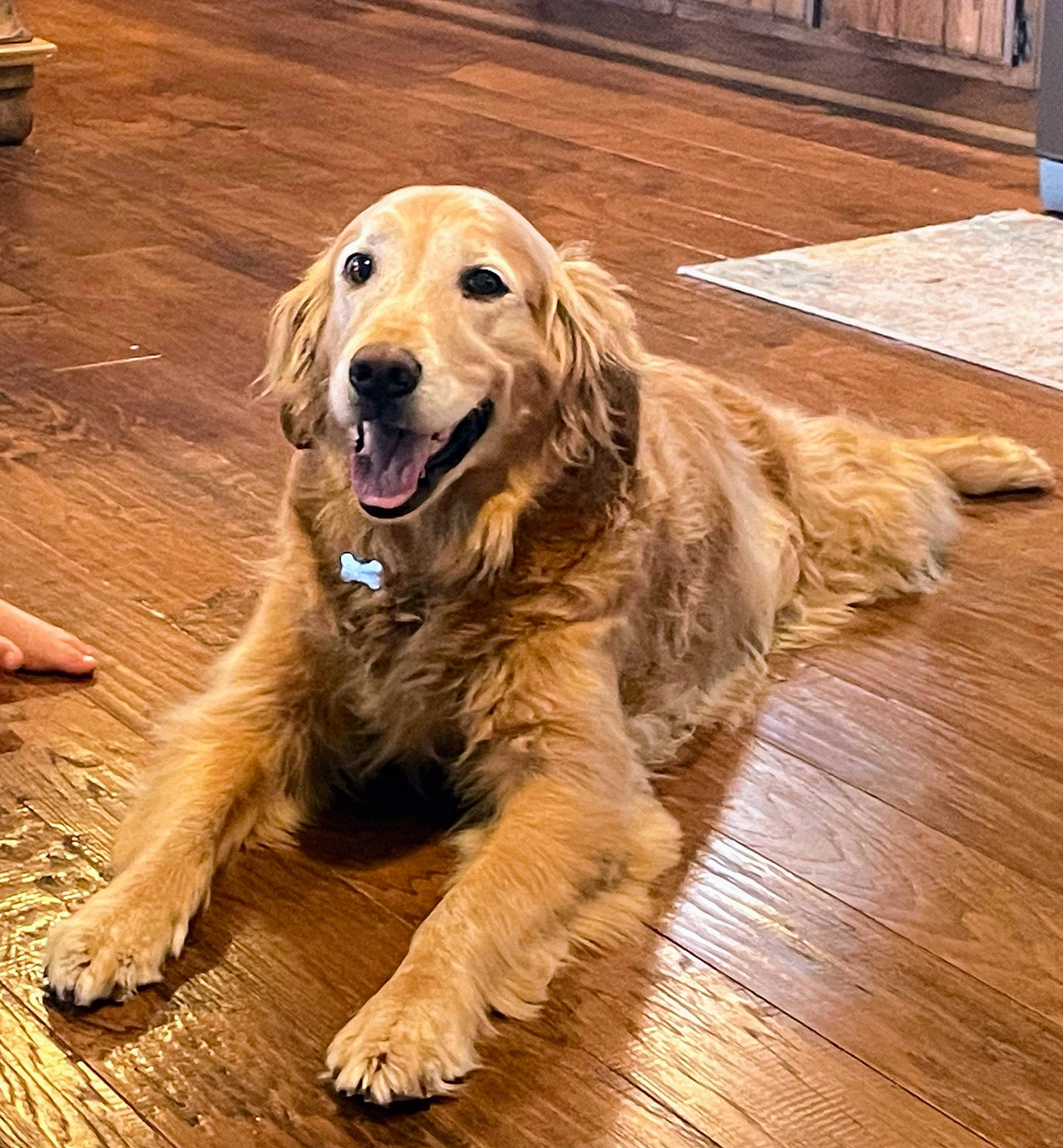 Saige is registered to the contest to win money with this photo: carnivore, companion_dog, dog, dog_breed, door, flooring, fur, gun_dog, hardwood, plank, sporting_group, varnish, wood, wood_flooring, wood_stain, working_animal, working_dog