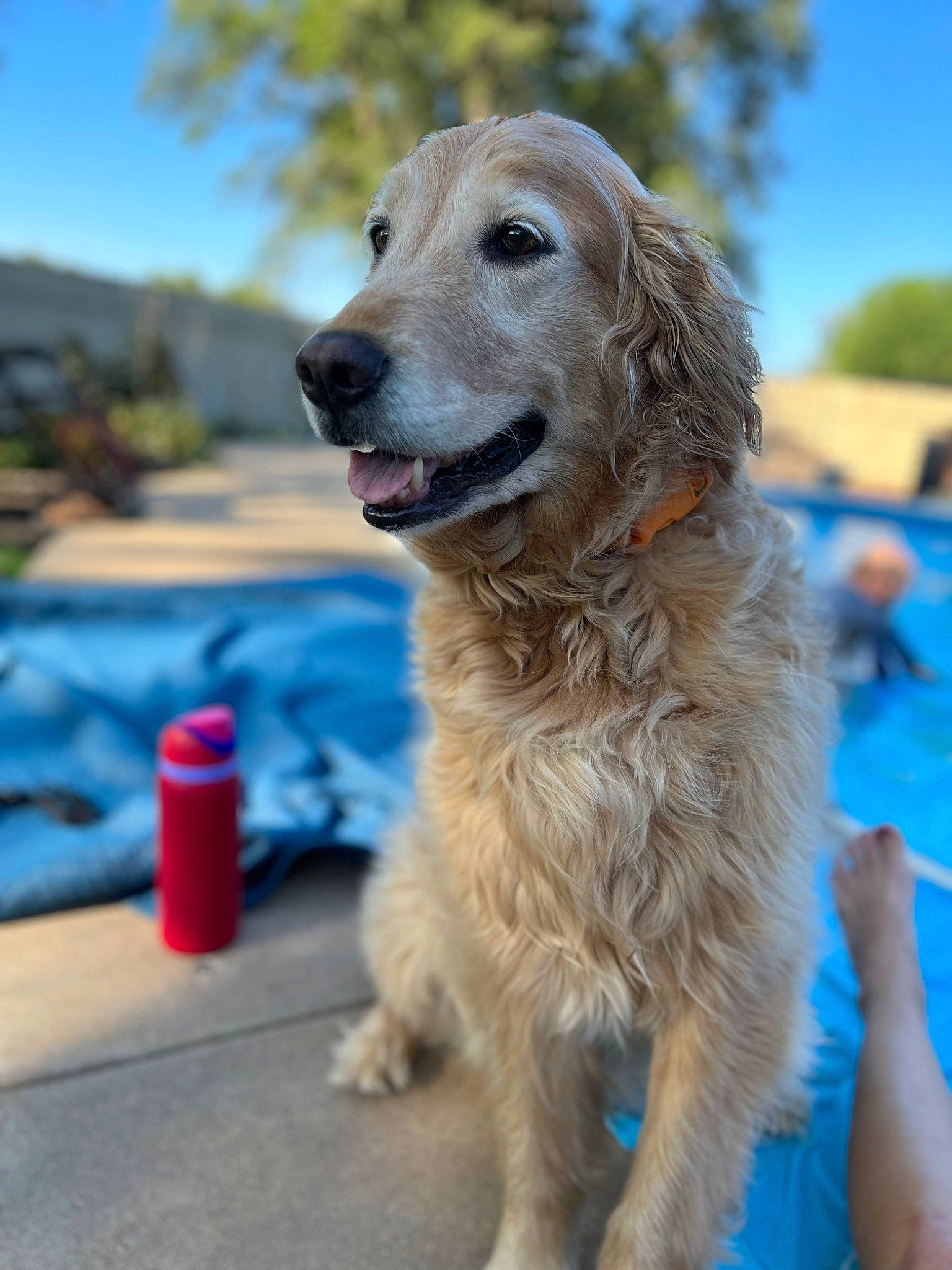 Saige joined the competition — help win amazing prizes! canidae, carnivore, companion_dog, cone, dog, dog_breed, fur, gun_dog, hunting_dog, plant, sky, snout, sporting_group, tree, working_dog