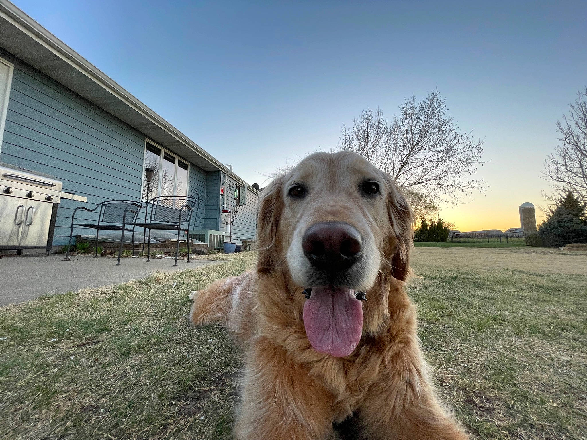 Saige joined the competition — help win amazing prizes! building, canidae, carnivore, companion_dog, dog, dog_breed, fang, fawn, fur, grass, plant, sky, snout, sporting_group, tree, window, working_animal, working_dog