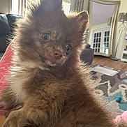 Sevyn is registered to the contest to win money with this photo: dog, puppy, brown_fur, fluffy, indoor, living_room, mirror, window_blinds, floor_rug, curious, pet, canine, home, cozy, furniture, soft_light, carpet, relaxed, cute, small_dog