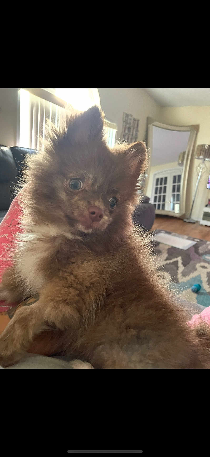 Sevyn is registered to the contest to win money with this photo: dog, puppy, brown_fur, fluffy, indoor, living_room, mirror, window_blinds, floor_rug, curious, pet, canine, home, cozy, furniture, soft_light, carpet, relaxed, cute, small_dog