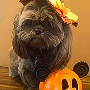 Ruby joined the competition — help win amazing prizes! affenpinscher, animal, canine, clothing, dog, festival, halloween, hat, machine, pet, pug, puppy, terrier, wheel