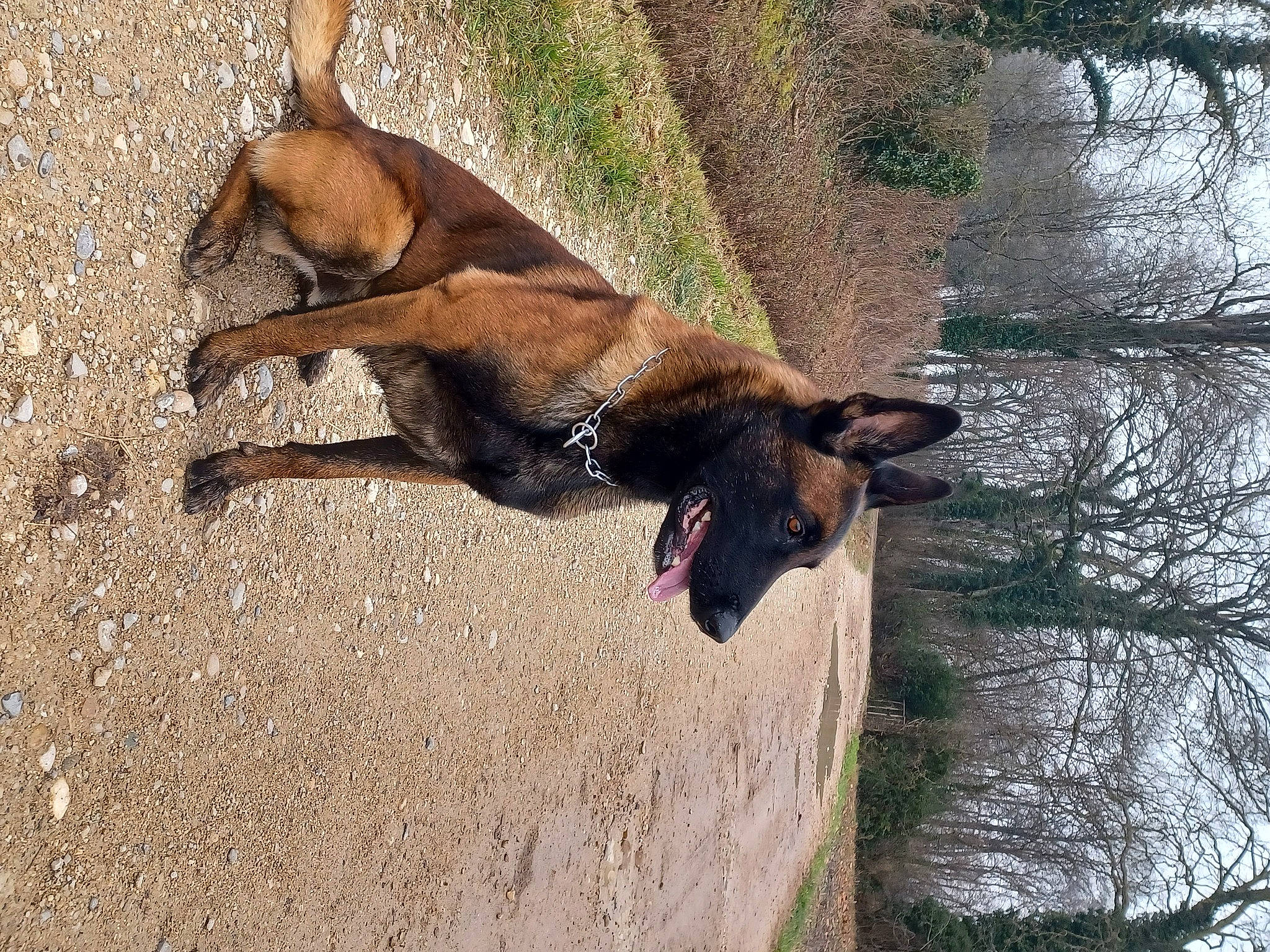 Rasko a rejoint le concours — aidez-le/la à gagner de superbes lots ! canidae, carnivore, collar, dog, dog_breed, fawn, leash, liver, pet_supply, plant, snout, sporting_group, tail, terrestrial_animal, tree, trunk, twig, wildlife, wood, working_animal