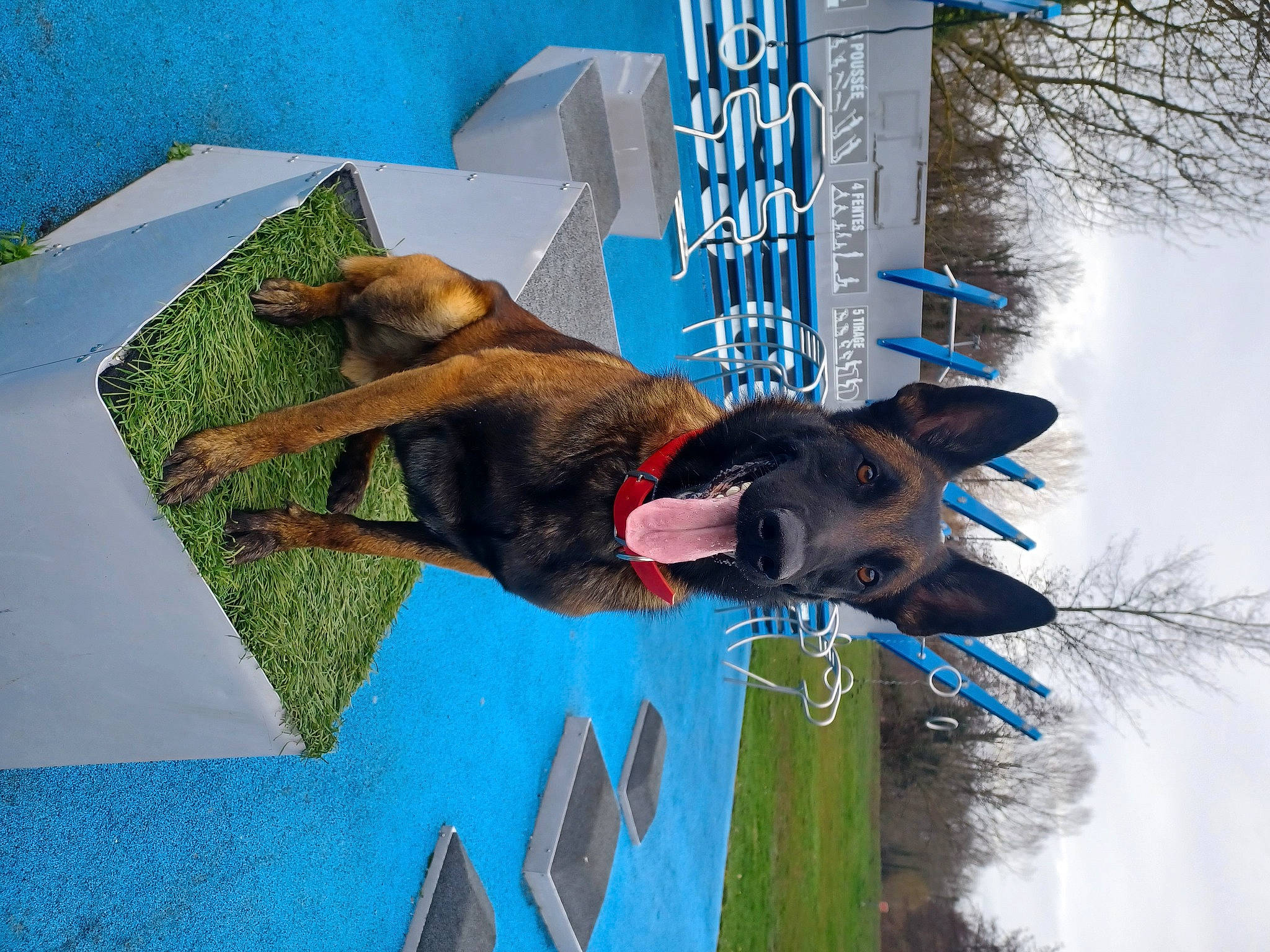 Rasko a rejoint le concours — aidez-le/la à gagner de superbes lots ! biting, blue, canidae, carnivore, collar, companion_dog, dog, dog_breed, dog_supply, fawn, green, guard_dog, leisure, liver, pet_supply, sporting_group, tail, tree, water, working_animal