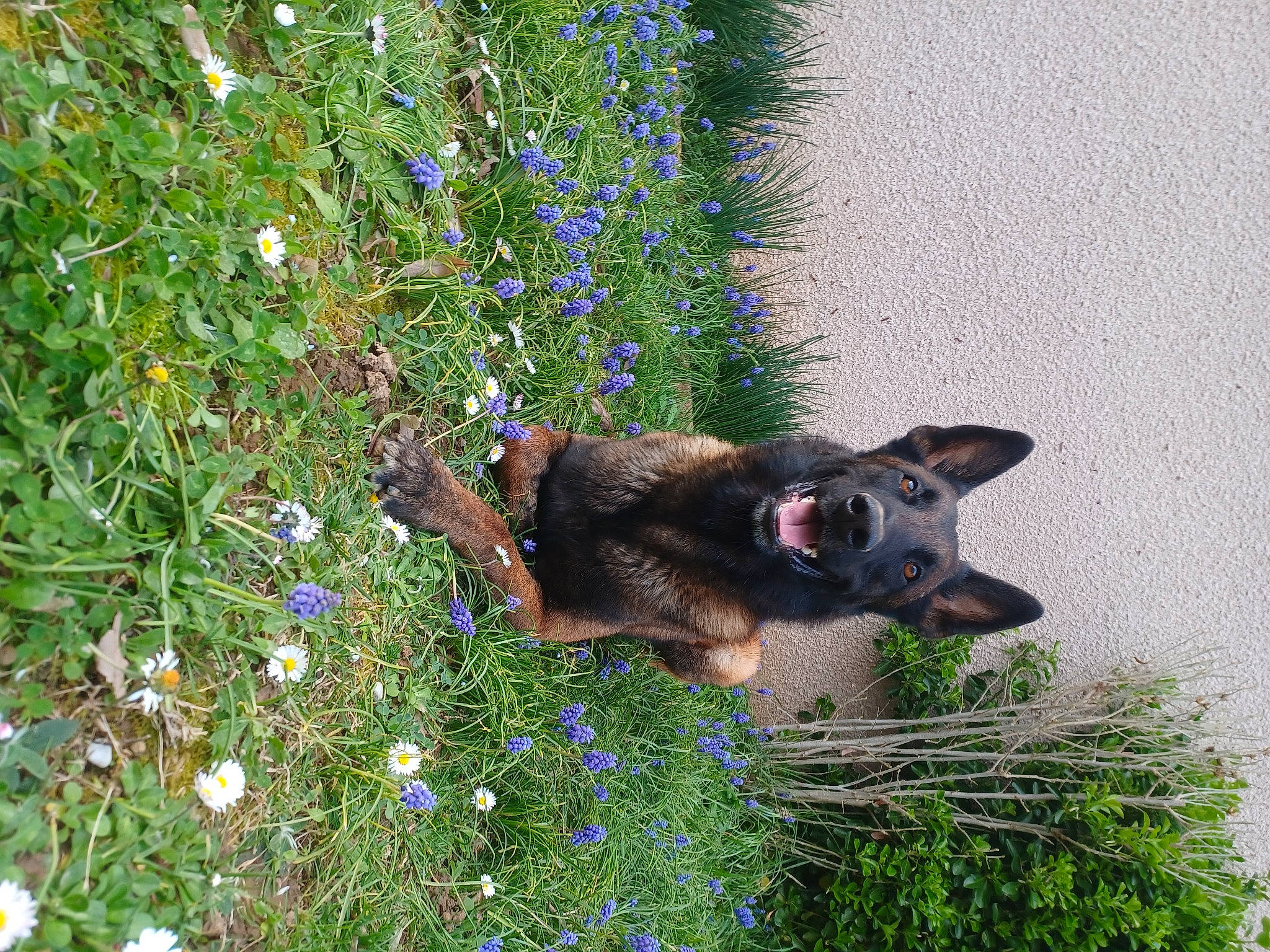 Rasko a rejoint le concours — aidez-le/la à gagner de superbes lots ! annual_plant, canidae, carnivore, dog, dog_breed, fawn, flower, flowering_plant, garden, grass, groundcover, herbaceous_plant, old_german_shepherd_dog, plant, shrub, sporting_group, tail, wildflower, working_animal, working_dog