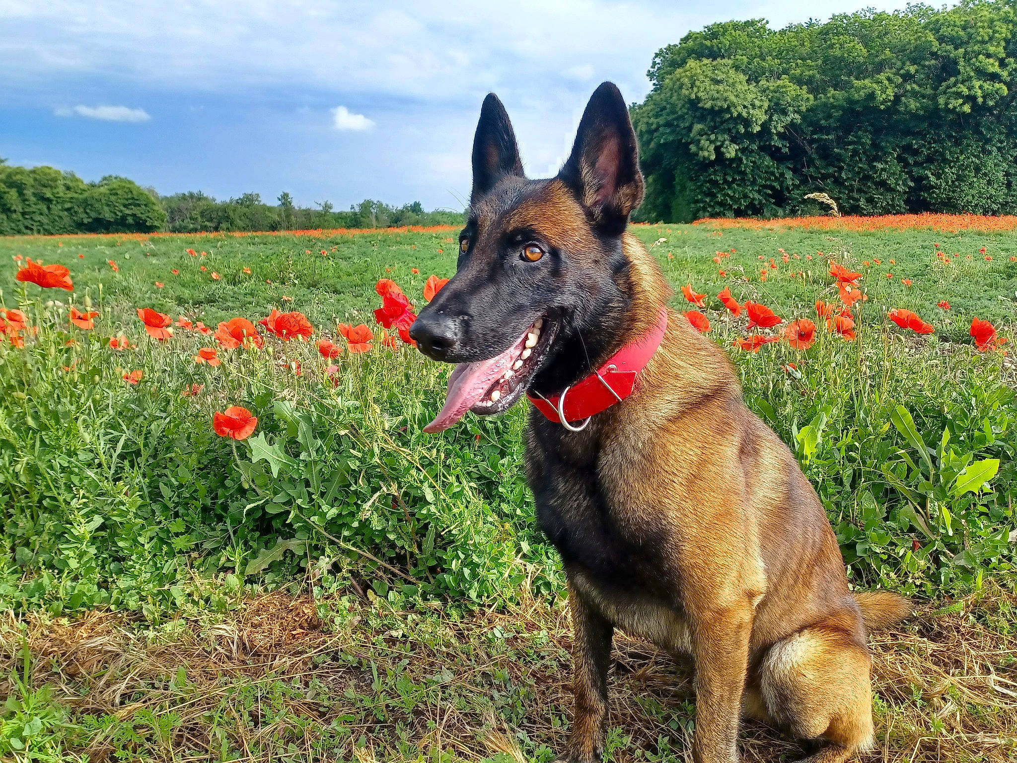 Rasko a rejoint le concours — aidez-le/la à gagner de superbes lots ! carnivore, cloud, collar, dog, dog_breed, dog_supply, east_european_shepherd, flower, german_shepherd_dog, grass, grassland, herbaceous_plant, herding_dog, king_shepherd, old_german_shepherd_dog, people_in_nature, plant, sky, tree, working_animal