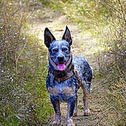 Shadow joined the competition — help win amazing prizes! adventure, australian_cattle_dog, blue_heeler, canine, collar, dog, dry_bush, ears_up, front_view, grass, happy, harness, nature, outdoors, path, portrait, standing, tongue_out, trail, wildflowers
