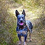 adventure, australian_cattle_dog, blue_heeler, canine, collar, dog, dry_bush, ears_up, front_view, grass, happy, harness, nature, outdoors, path, portrait, standing, tongue_out, trail, wildflowers