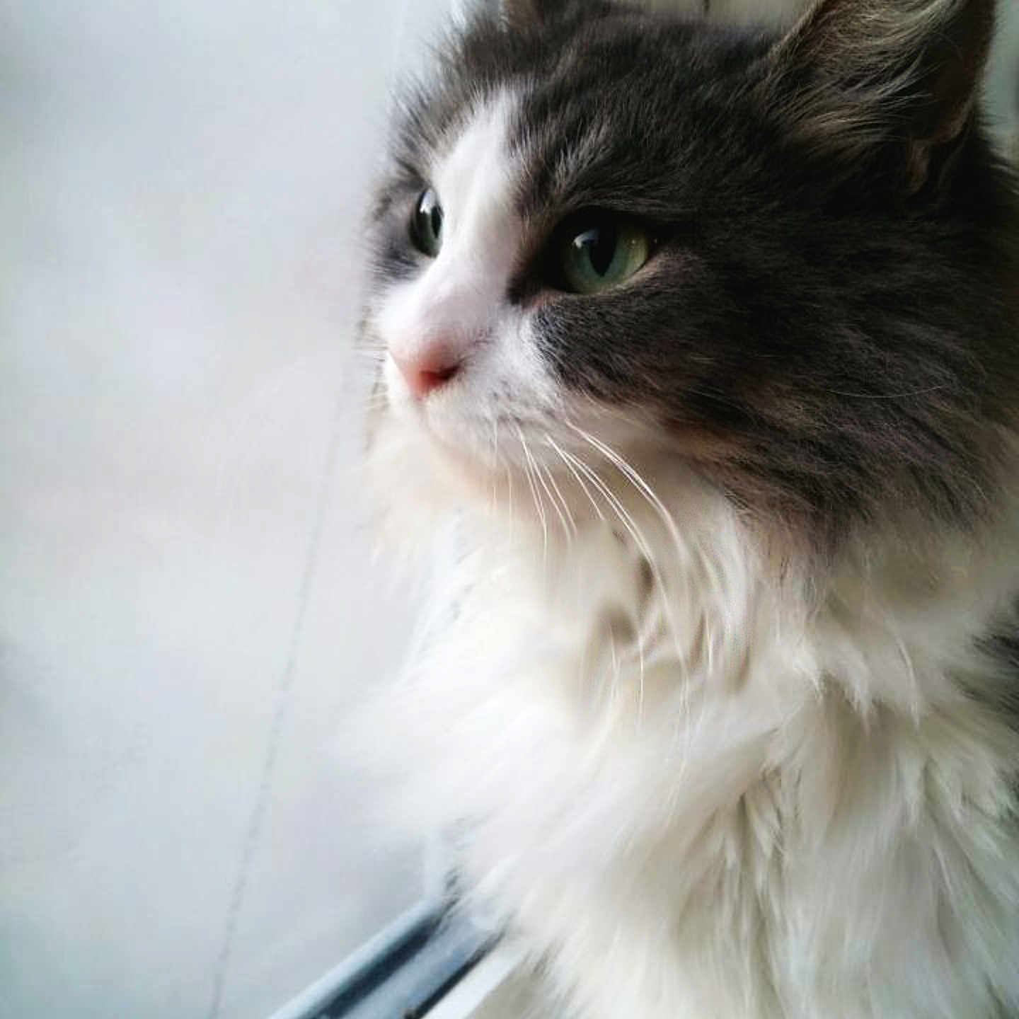 Enid is registered to the contest to win money with this photo: aegean_cat, asian_semi_longhair, british_semi_longhair, cat, cat_like_mammal, domestic_long_haired_cat, domestic_short_haired_cat, eye, fur, kitten, norwegian_forest_cat, ragamuffin, ragdoll, siberian, small_to_medium_sized_cats, snout, whiskers