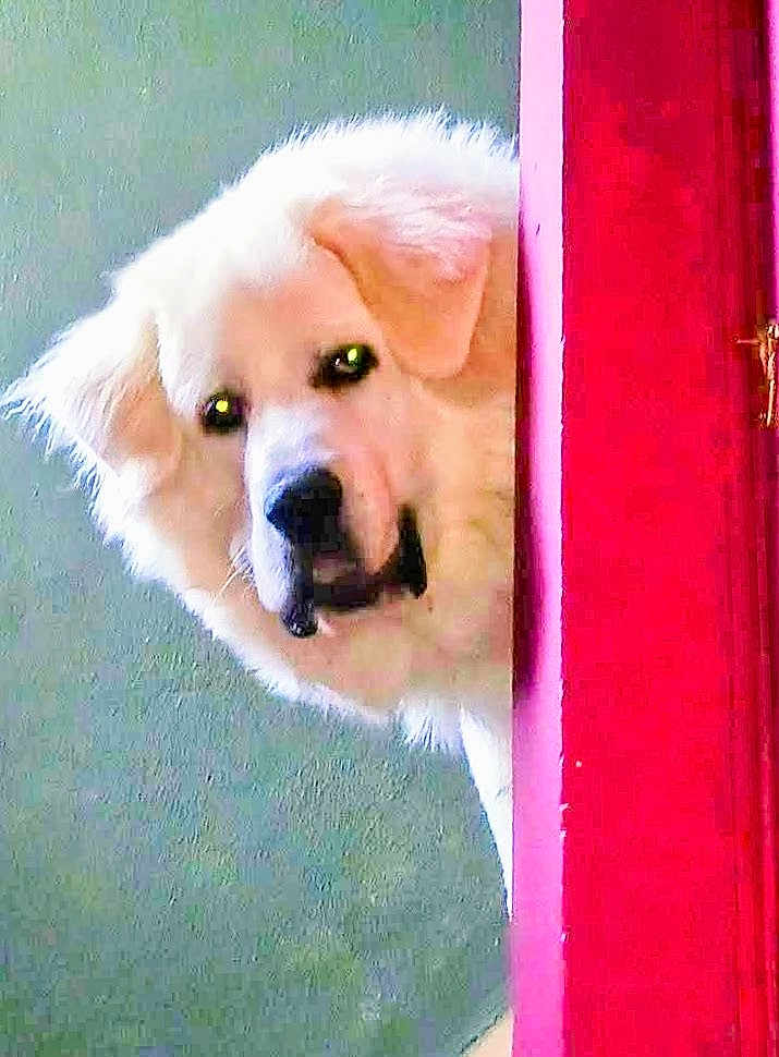Yetti is registered to the contest to win money with this photo: animal, background, canine, closeup, curious, dog, door_frame, ears, face, fluffy, fur, indoors, looking, nose, peeking, pet, portrait, red_door, wall, white_dog