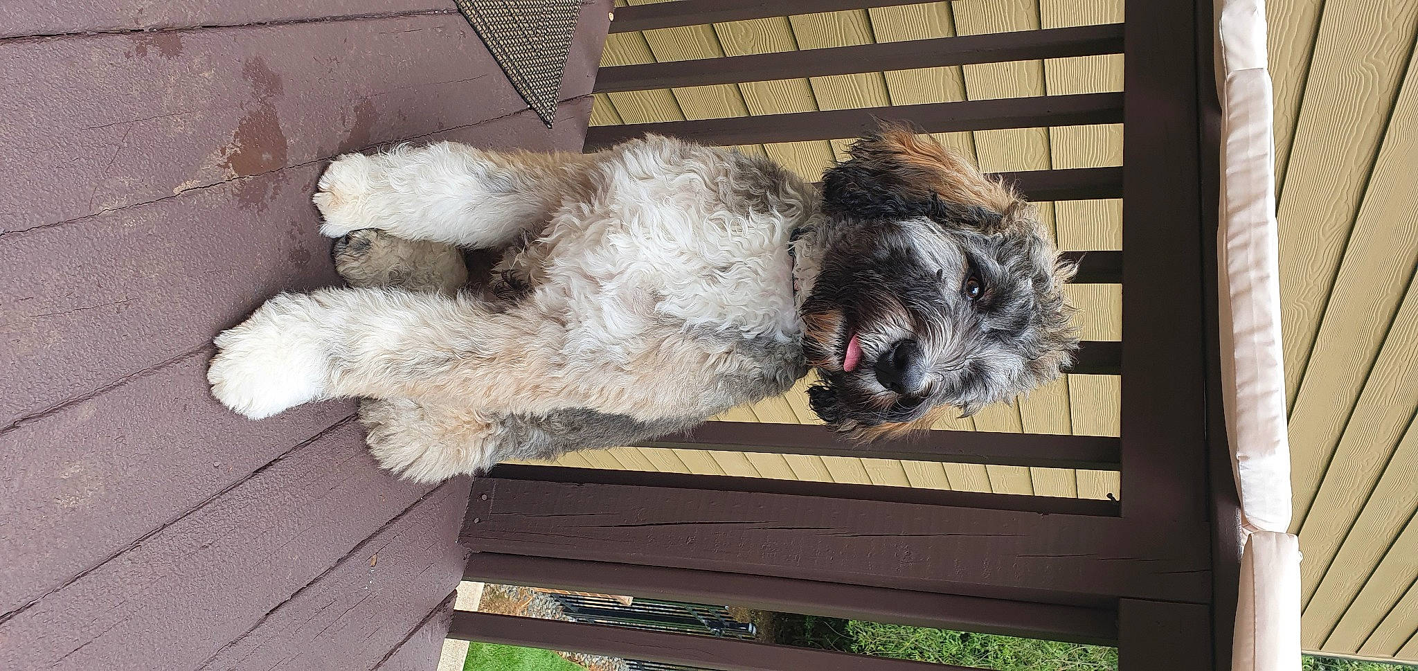 Caiso joined the competition — help win amazing prizes! animal_shelter, canidae, carnivore, companion_dog, dog, dog_breed, fawn, fur, mammal, small_terrier, snout, sporting_group, tail, terrier, toy_dog, vertebrate, water_dog, window, wood, working_animal