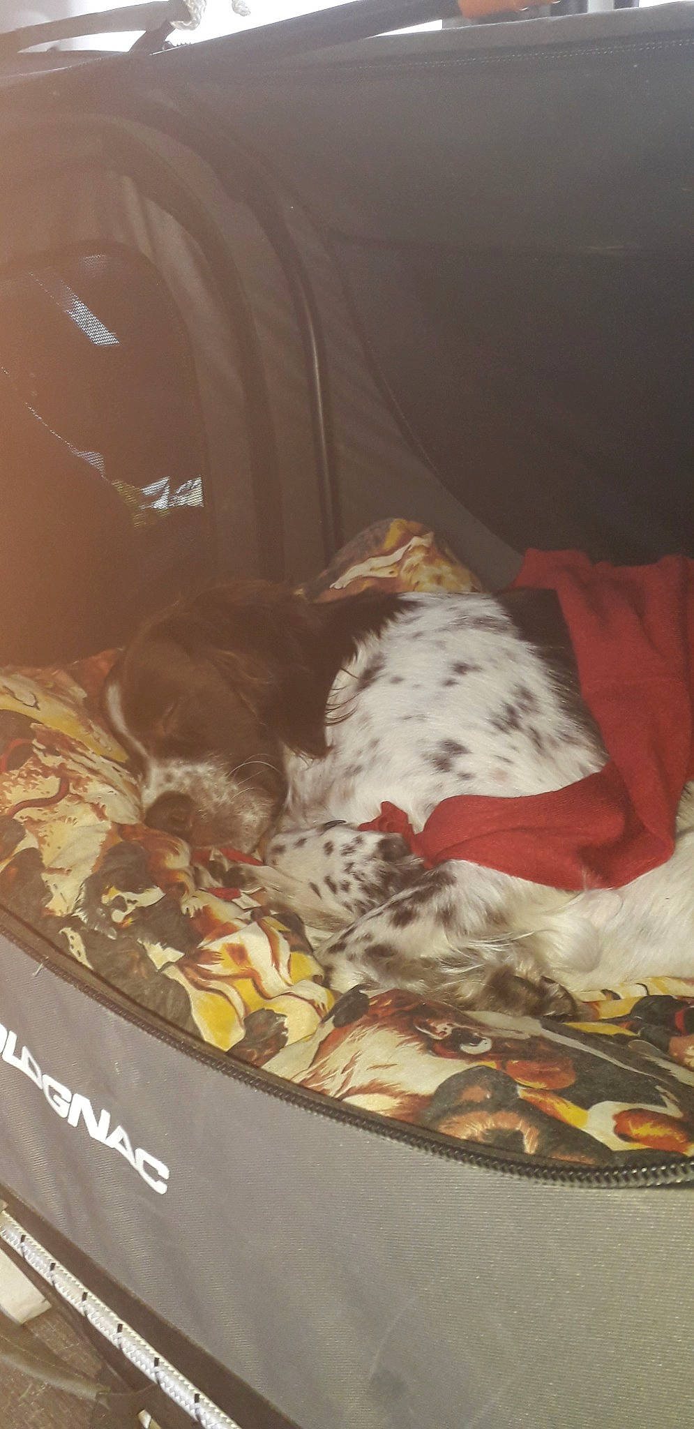 Haska participe au concours pour gagner de l'argent avec cette photo : canidae, sporting_group