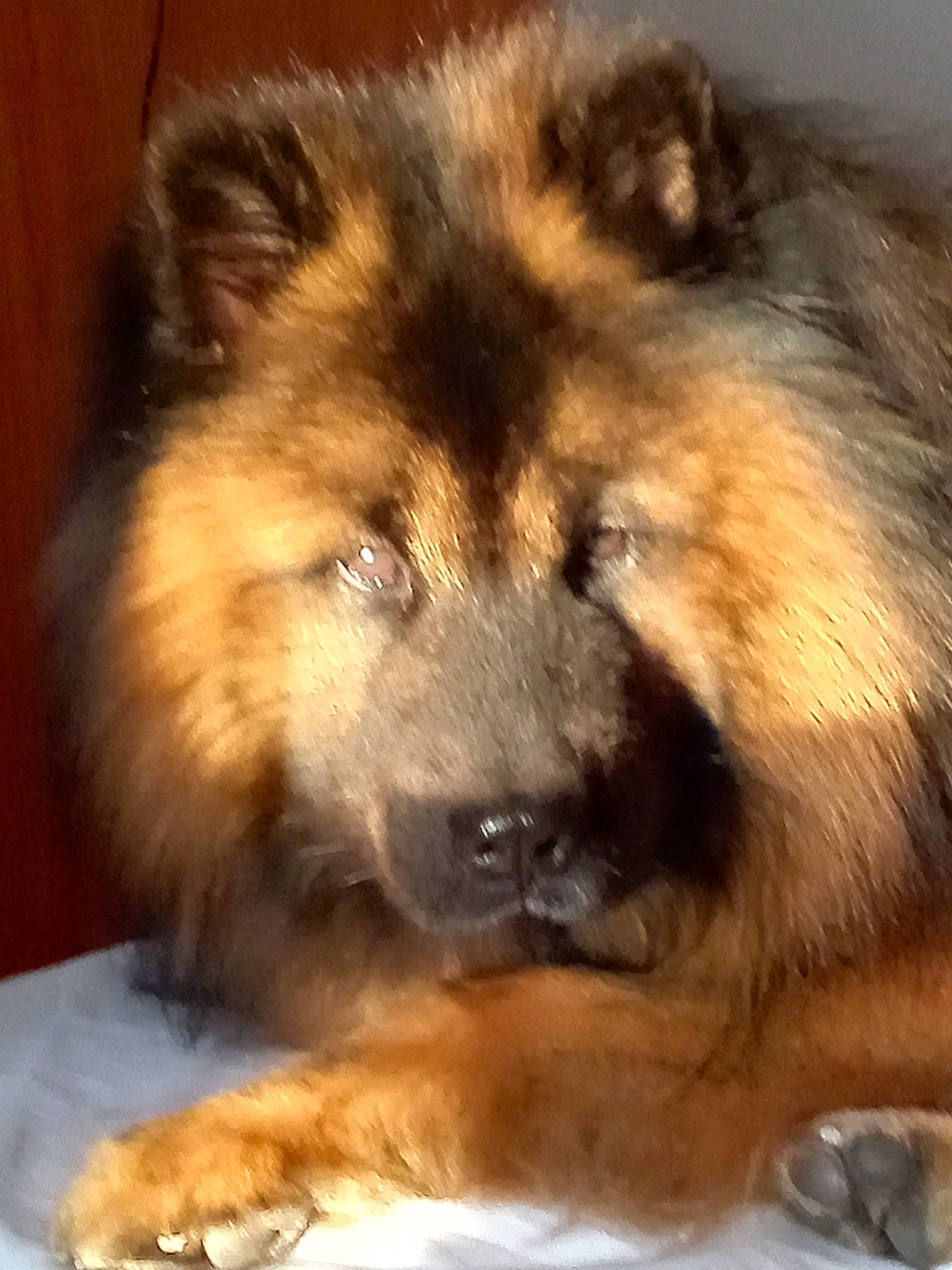 Orky a rejoint le concours — aidez-le/la à gagner de superbes lots ! ancient_dog_breeds, canidae, canis, carnivore, caucasian_shepherd_dog, companion_dog, dog, dog_breed, estrela_mountain_dog, fawn, fur, giant_dog_breed, non_sporting_group, snout, sporting_group, terrestrial_animal, whiskers, wildlife, working_animal, working_dog