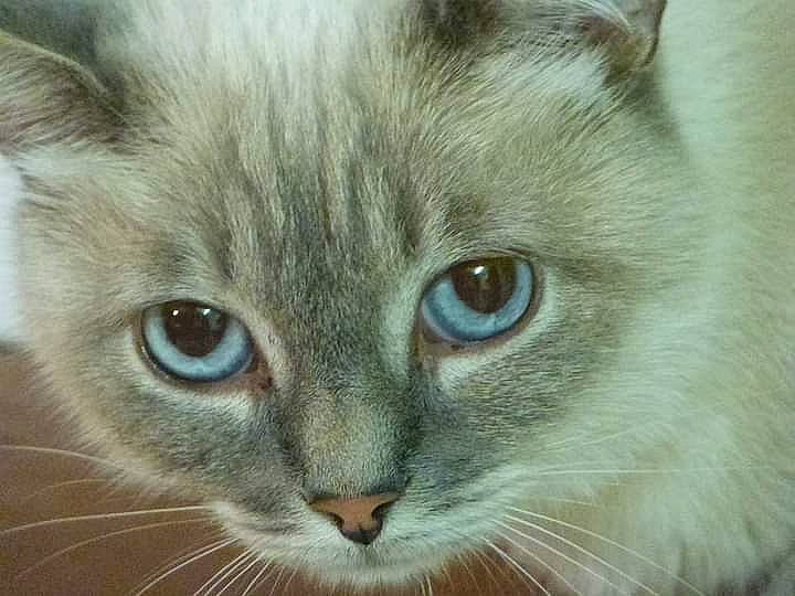 Nougat a rejoint le concours — aidez-le/la à gagner de superbes lots ! birman, british_longhair, carnivore, cat, close_up, domestic_short_haired_cat, eye, fawn, felidae, fur, hair, head, human_body, iris, small_to_medium_sized_cats, snout, terrestrial_animal, whiskers, wildlife, window