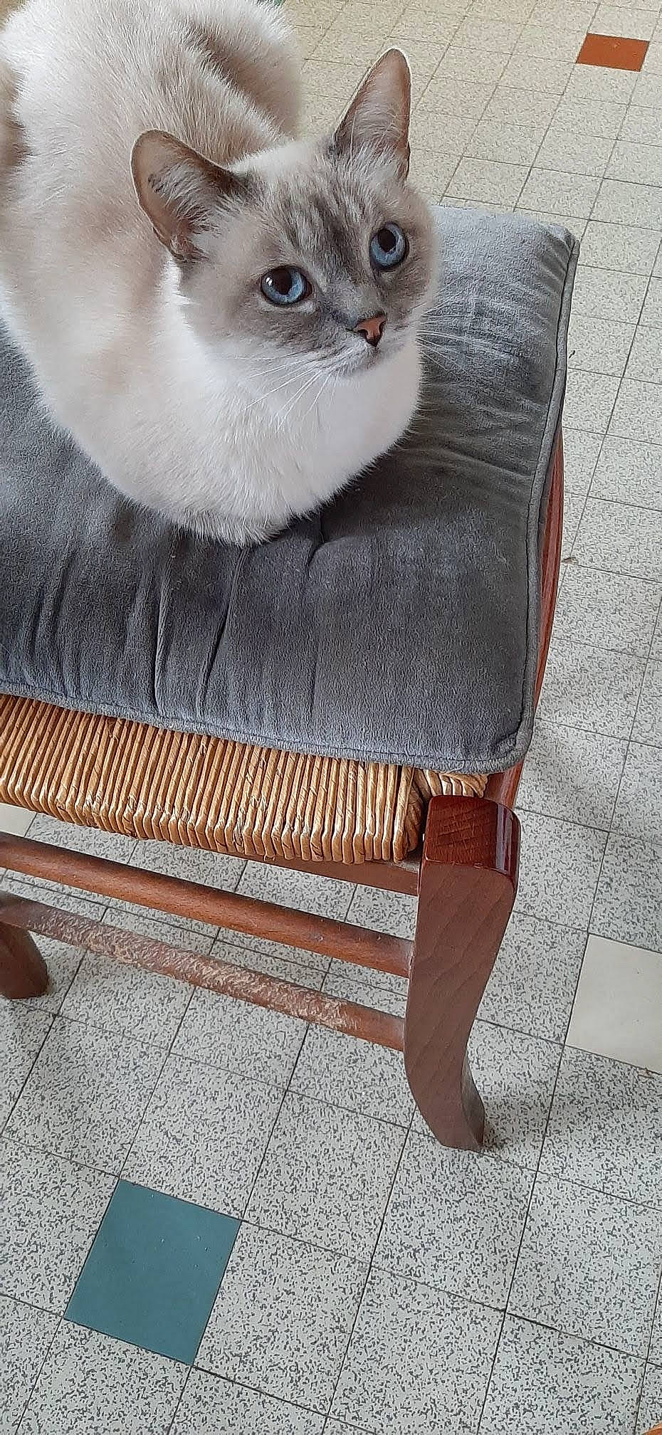 Nougat participe au concours pour gagner de l'argent avec cette photo : carnivore, cat, cat_supply, chair, comfort, domestic_short_haired_cat, eye, fawn, felidae, flooring, fur, iris, outdoor_furniture, pattern, pet_supply, sitting, sleeve, small_to_medium_sized_cats, whiskers, wood