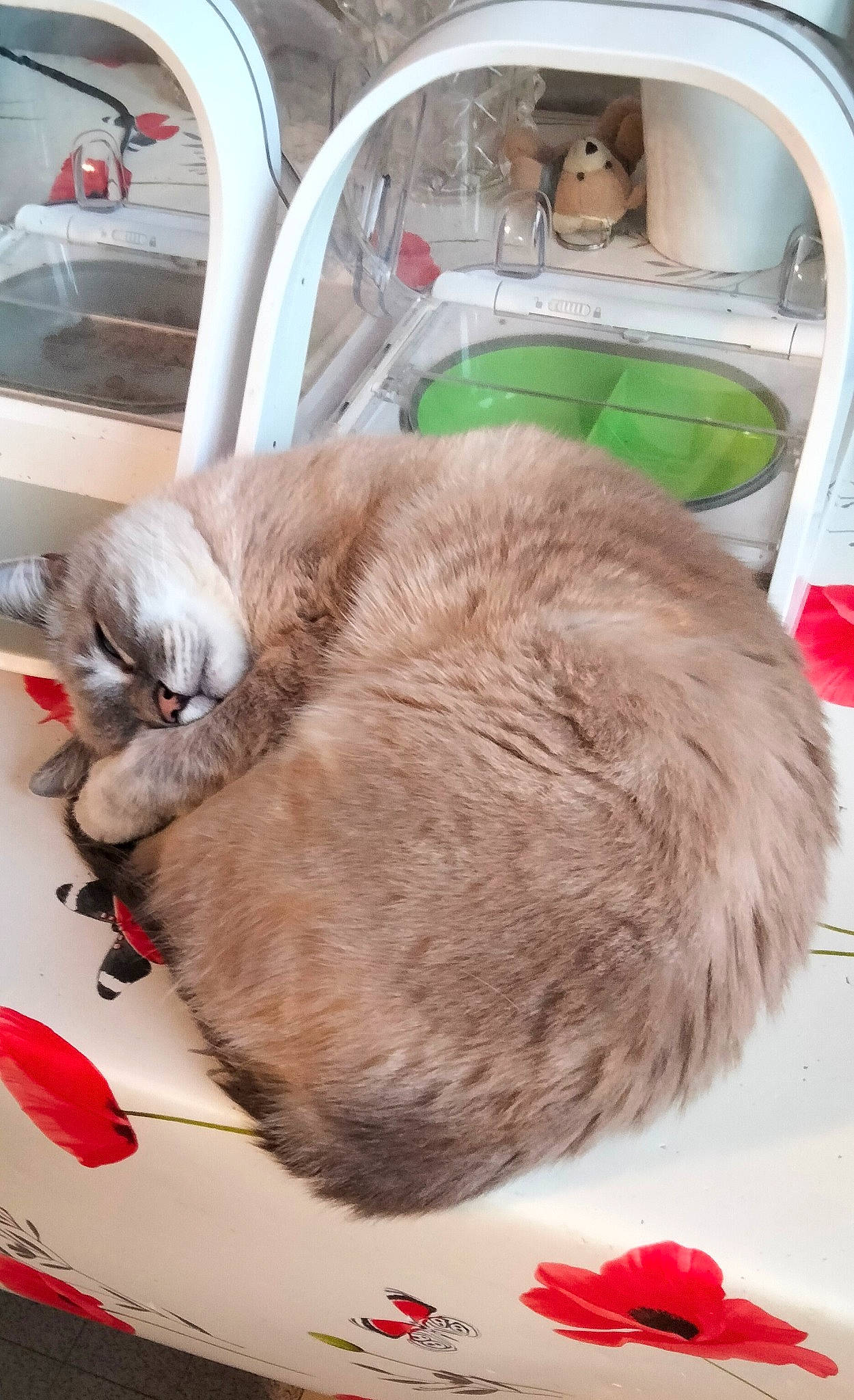 Nougat a rejoint le concours — aidez-le/la à gagner de superbes lots ! basket, carmine, carnivore, cat, cat_bed, cat_supply, claw, comfort, companion_dog, domestic_short_haired_cat, fawn, felidae, fur, nap, paw, pet_supply, small_to_medium_sized_cats, snout, tail, whiskers