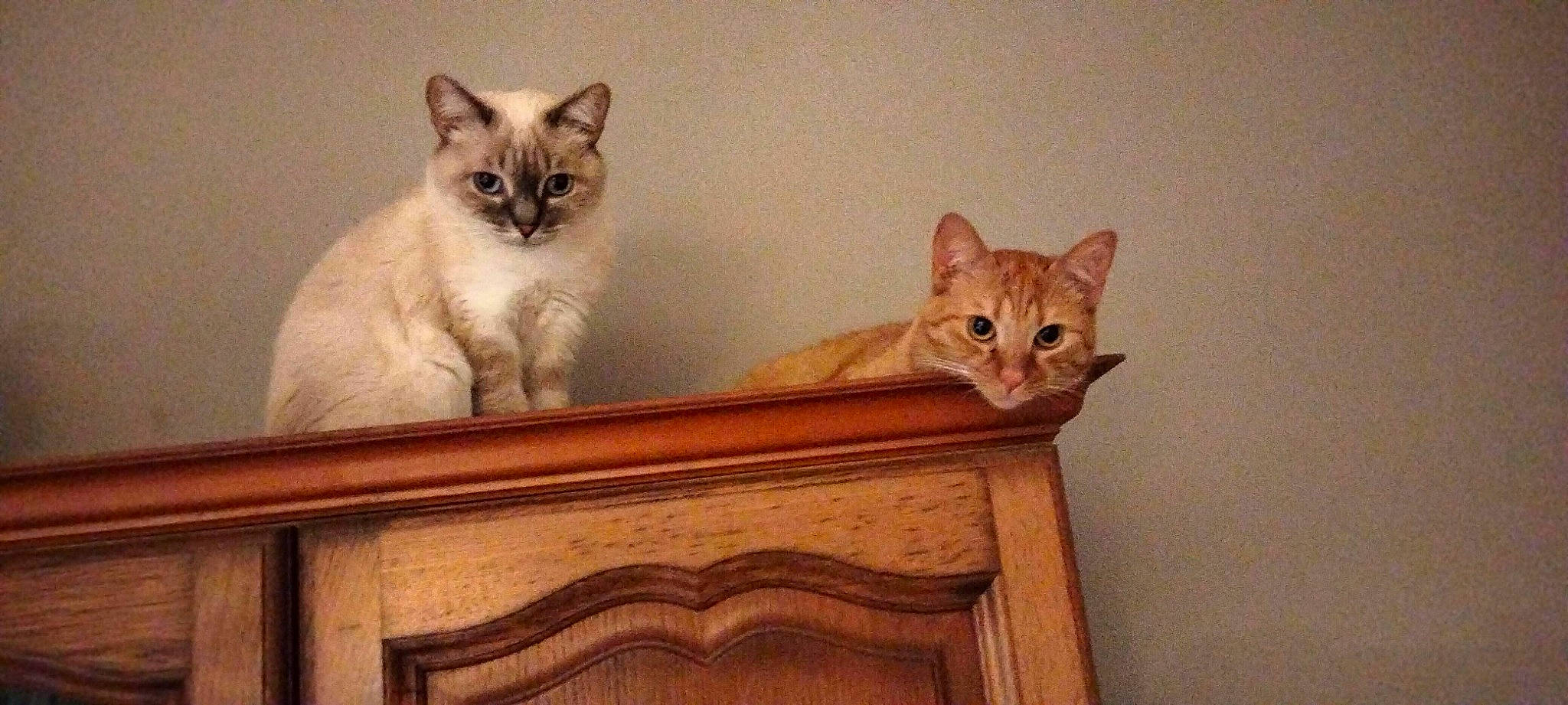 Nougat a rejoint le concours — aidez-le/la à gagner de superbes lots ! carnivore, cat, domestic_short_haired_cat, fawn, felidae, hardwood, home_accessories, molding, paw, plaster, sculpture, shelf, small_to_medium_sized_cats, snout, tail, varnish, whiskers, window, wood, wood_stain