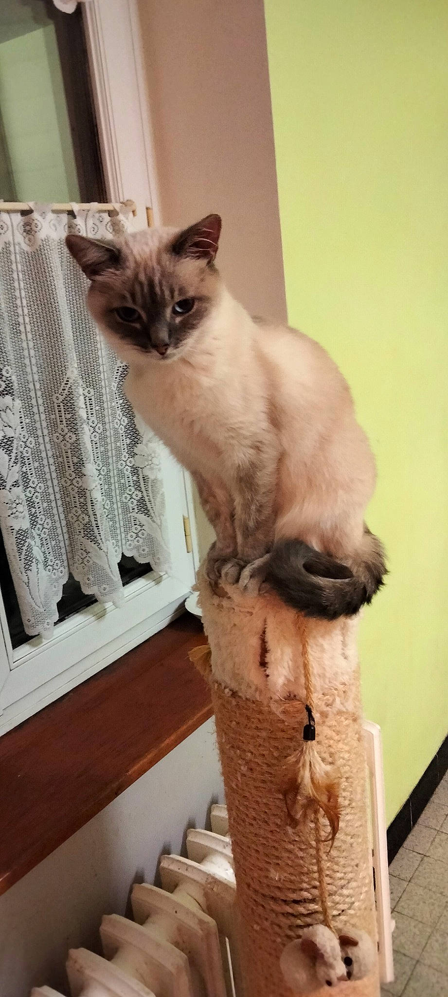 Nougat participe au concours pour gagner de l'argent avec cette photo : artifact, birman, carnivore, cat, cat_supply, fawn, felidae, fur, natural_material, pet_supply, siamese, small_to_medium_sized_cats, snout, tail, thai, whiskers, wood