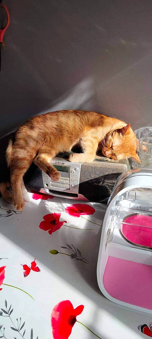 Fauve a rejoint le concours — aidez-le/la à gagner de superbes lots ! automotive_exterior, automotive_lighting, automotive_tail_brake_light, carnivore, cat, comfort, domestic_short_haired_cat, felidae, flower, fur, linens, motor_vehicle, personal_luxury_car, small_to_medium_sized_cats, snout, tail, textile, trunk, vehicle_door, whiskers