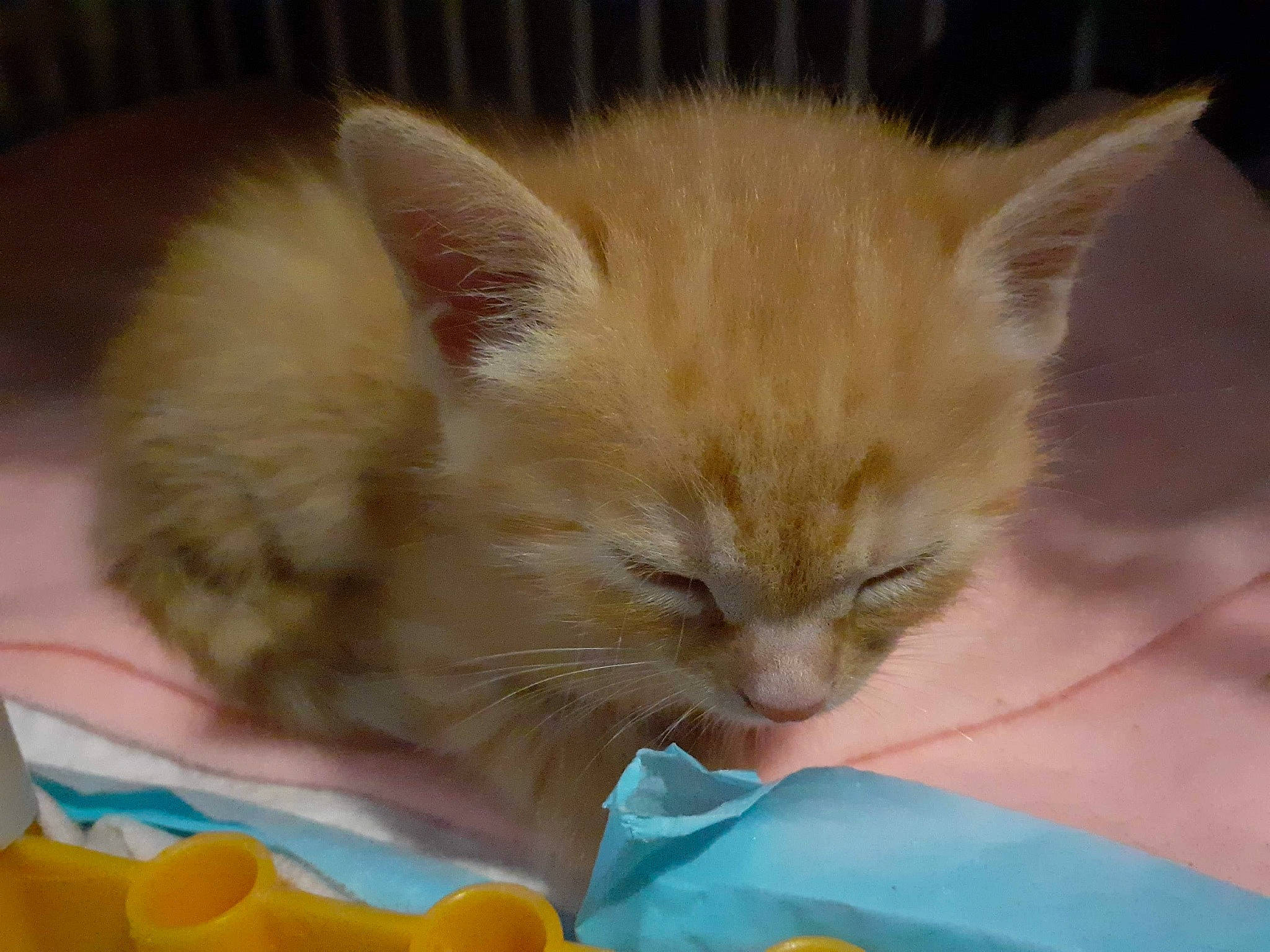 Fauve a rejoint le concours — aidez-le/la à gagner de superbes lots ! box, carnivore, cat, cat_supply, claw, comfort, domestic_short_haired_cat, fawn, felidae, fur, paw, small_to_medium_sized_cats, snout, tail, whiskers, yellow