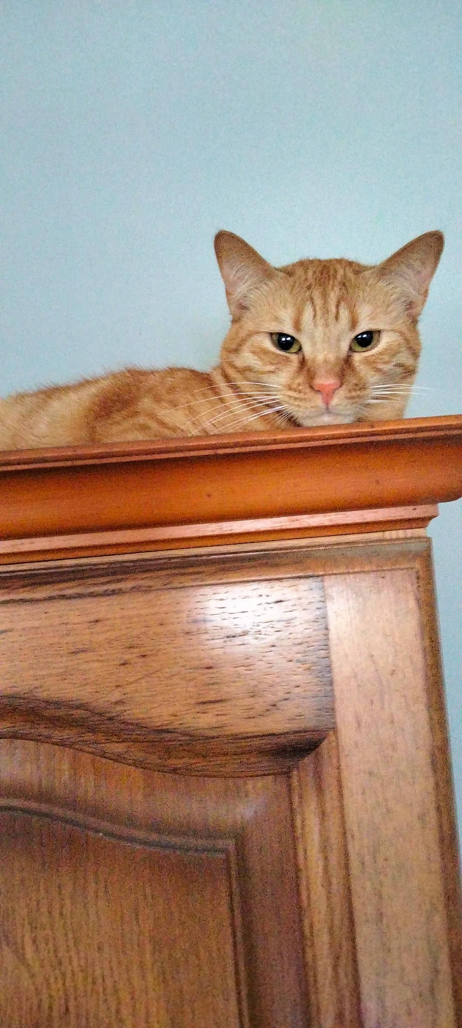 Fauve participe au concours pour gagner de l'argent avec cette photo : box, carnivore, cat, domestic_short_haired_cat, fawn, felidae, flooring, hardwood, plywood, rectangle, room, shelf, shelving, small_to_medium_sized_cats, tail, varnish, whiskers, window, wood, wood_stain