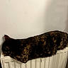 Vecna a rejoint le concours — aidez-le/la à gagner de superbes lots ! animal, black, brown, cat, cozy, ears, fur, heater, home, indoors, lying_down, pet, radiator, relaxed, sleeping, striped_fur, tabby_cat, wall, warmth, whiskers