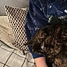 Vecna participe au concours pour gagner de l'argent avec cette photo : animal, black_background, blanket, brown_dog, couch, cozy, curled_up, cushion, dog, fur, home, indoor, lap, person, pet, portrait, relaxed, resting, sleeping, textile